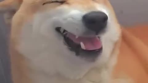 LOL Level: Animal! Watch Pets with the Funniest Laughs Ever