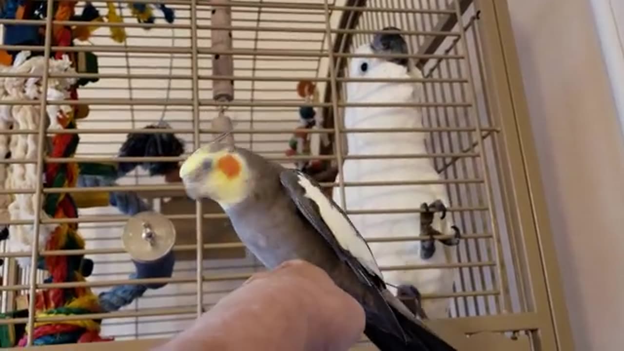 Sunny and Onni Chat Sunday Morning