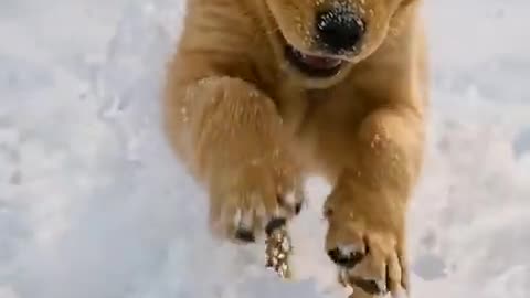 ai video: Dog Mode Activated Fluff, Zooms & Vibes