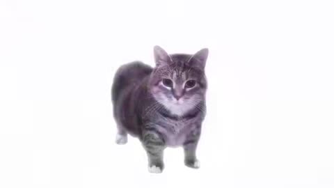 W_W - OIIA OIIA (Spinning Cat)