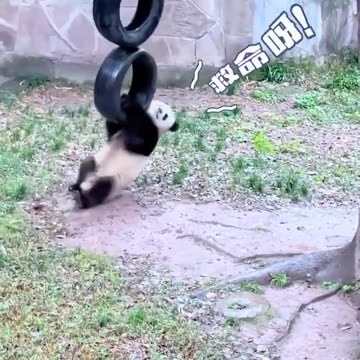 Panda bear first trip to the playground 🤣