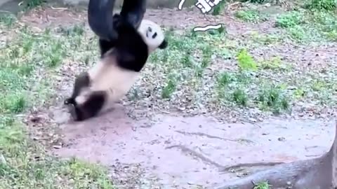 Panda bear first trip to the playground 🤣