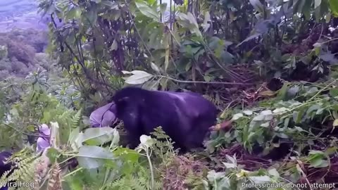 Craziest Animal Encounters