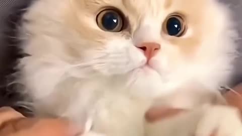 Cute cats