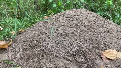 Busy Ants