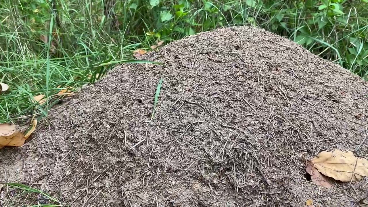 Busy Ants