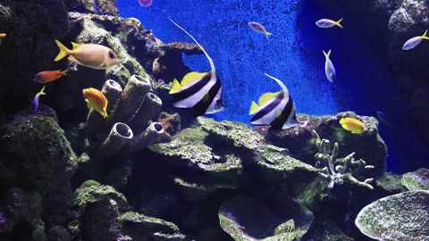 FISH 3