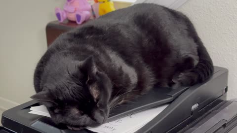 Cute Secret Agent 00 Piper is At Work - Adopting a Cat from a Shelter Vlog