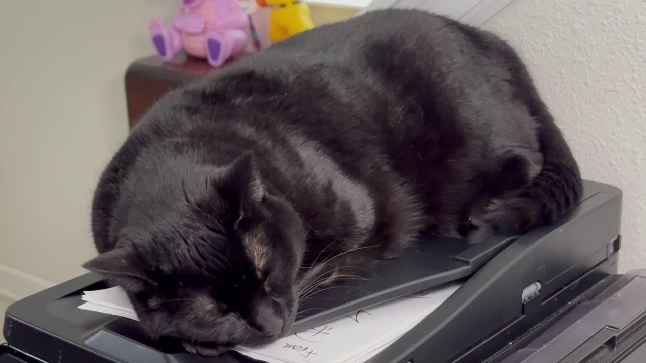 Cute Secret Agent 00 Piper is At Work - Adopting a Cat from a Shelter Vlog