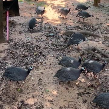 Too Loud, or Always Entertaining?