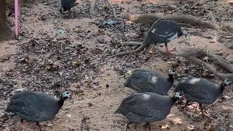 Too Loud, or Always Entertaining?