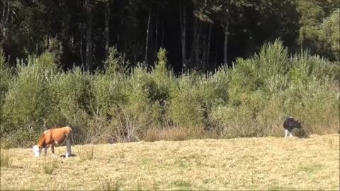 cow