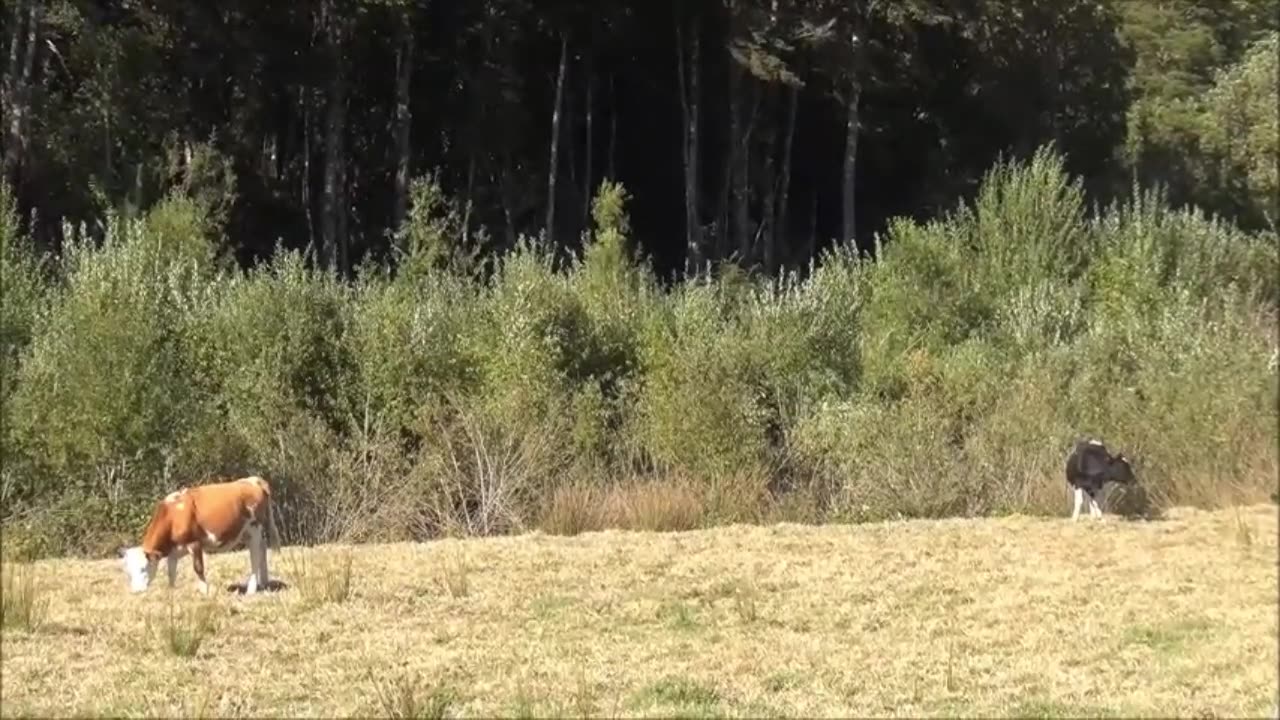cow