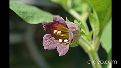 Belladonna, aka Deadly Nightshade. Ties to the occult and big pharma exposed.