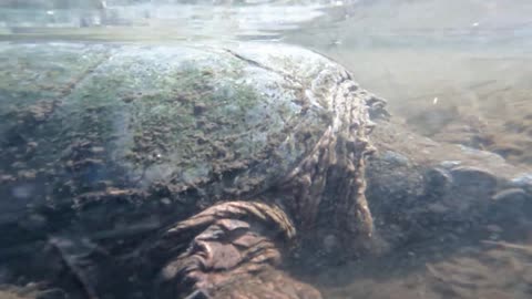Snapping Turtle