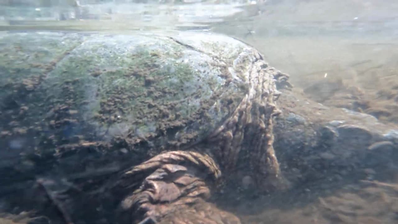 Snapping Turtle