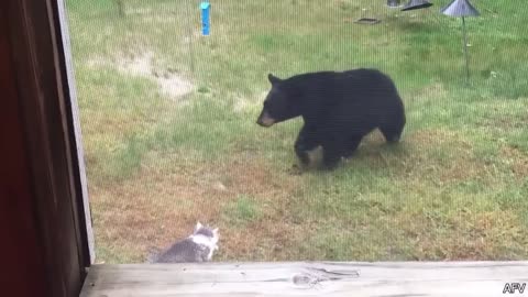 Funniest Animal Videos Ever (Part 1)