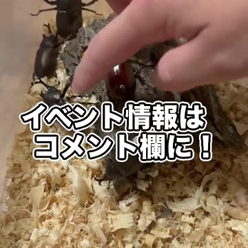 土の中からカブトムシが出てきた！！！！