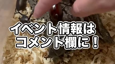 土の中からカブトムシが出てきた！！！！