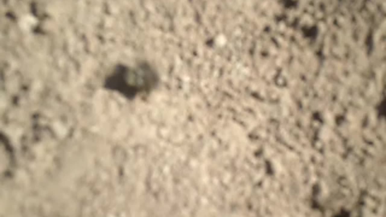 Carpenter bees form a cute little moving ball on the ground!!!