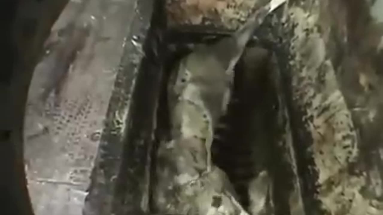 in some shitholes the sausages are made like this//salchichas de paises de mierda