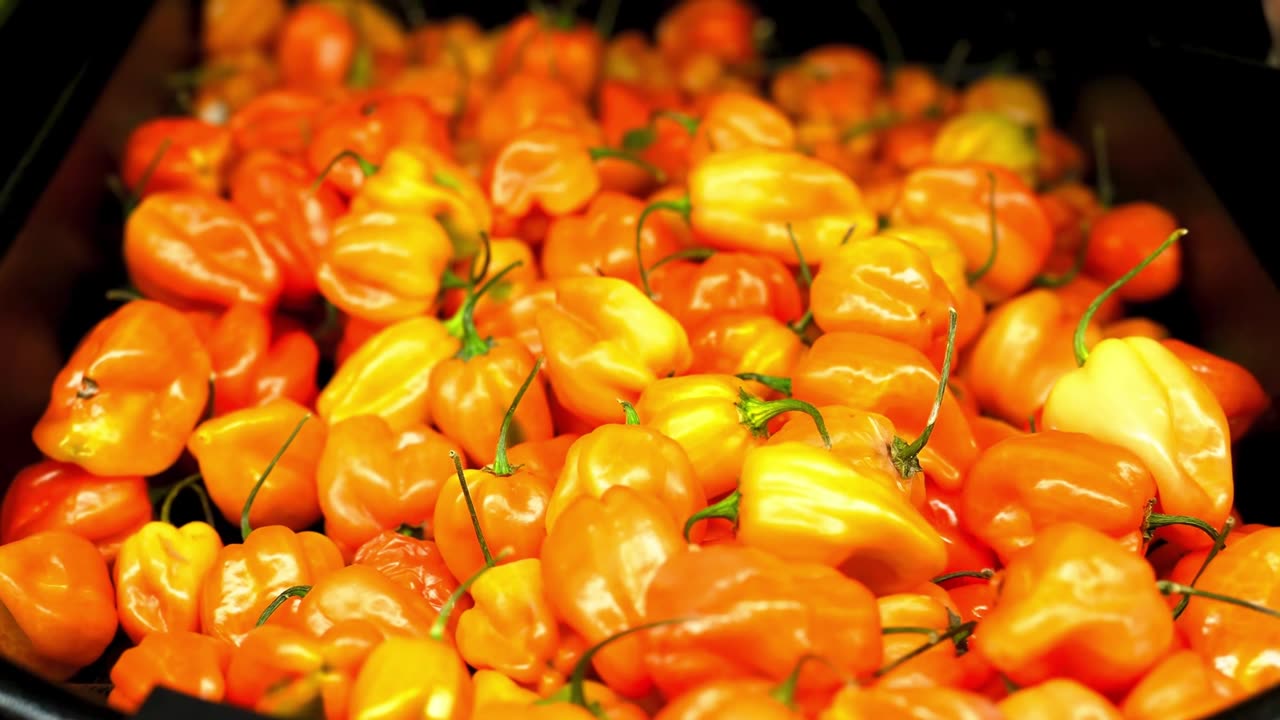 Soft Pulse Lofi House Nights