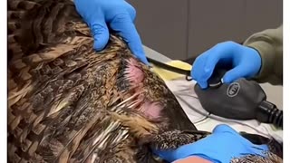 Sunrise turned to owl rescue 🦉🌅