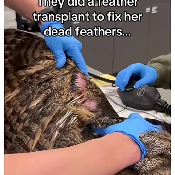 Sunrise turned to owl rescue 🦉🌅