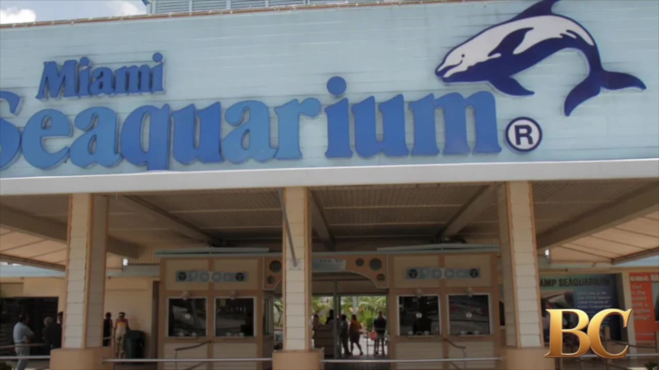 Another dolphin dies at troubled Miami Seaquarium