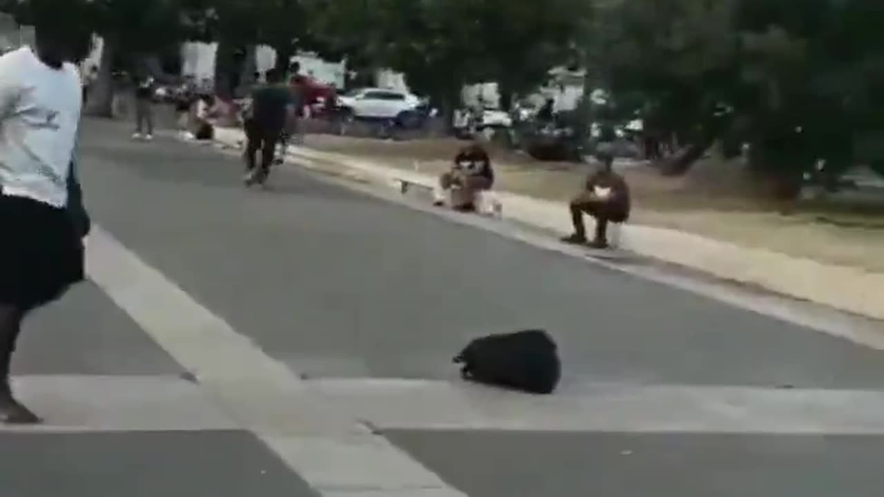 Milan is a jungle without rules.