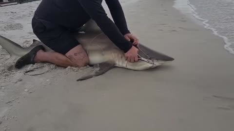 a pesca ho imparato come pescare grossi squali, fishing shark, ma bisogna essere rt19