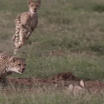 Cheetah Chase 🐆 Rabbit