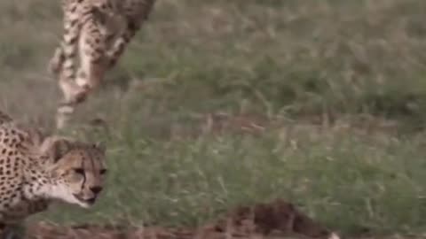 Cheetah Chase 🐆 Rabbit
