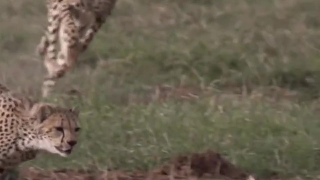 Cheetah Chase 🐆 Rabbit