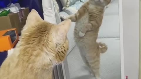 Cat vs mirror Amazing looking