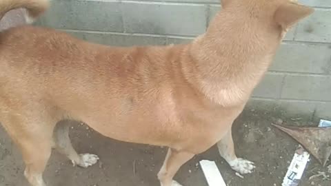 See cute dog