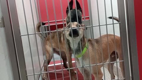 Rudy Rest in Peace 1y A877167 Quintessa 9mo A878421 kennel 120 PACC shelter20250810945