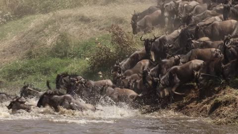 Wildebeest migration