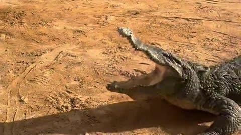Patrol, please all crocodiles actively cooperate with getting into the water