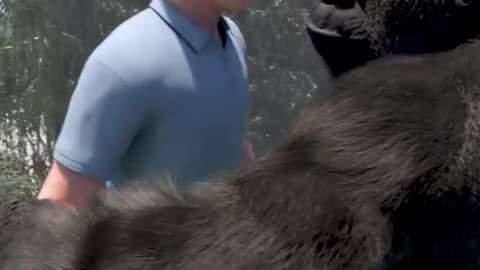 Touching Moment! Gorilla Hugs Friend After 5 Years Apart