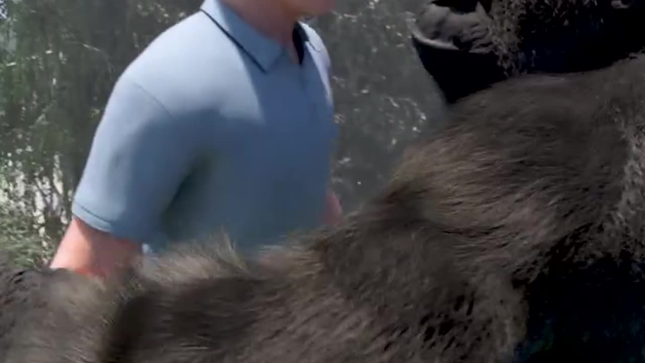 Touching Moment! Gorilla Hugs Friend After 5 Years Apart