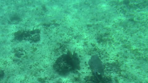 Costa Maya Glass Bottom Boat, Tropical Ocean Coral Reef Fish, Creative Commons Stock Video