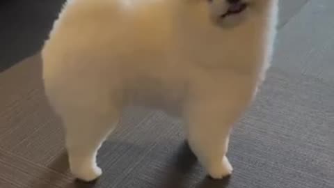 dogs, cute dogs, funny dog videos, animals, pets, adorable animals, puppy videos,