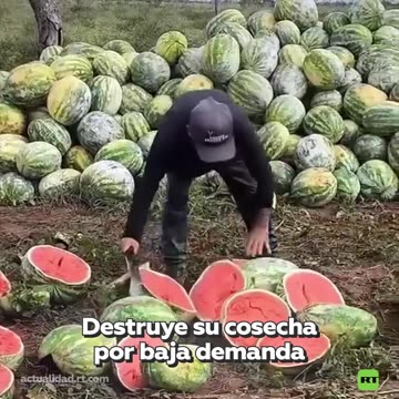 Destruye cosecha de sandías por los bajos precios
