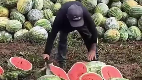 Destruye cosecha de sandías por los bajos precios