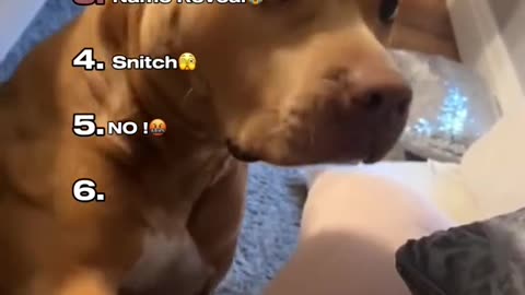Ranking top6 dogs understanding Humans