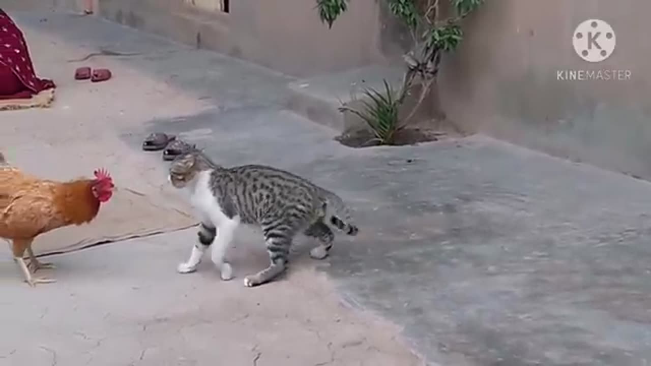 Cat and chicken