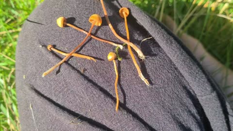 OMG First liberty caps of the season 2022 🍄😍🙌