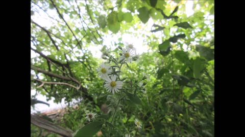 Wisdom, Faith, and Valor WIld Aster Aug 2023