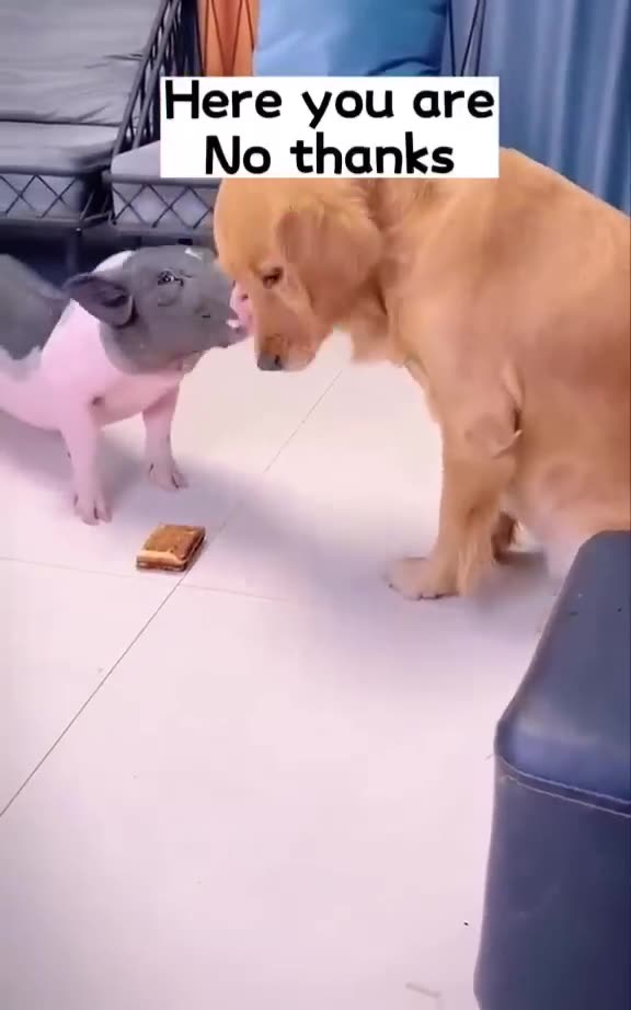 Smart puppy and dogs